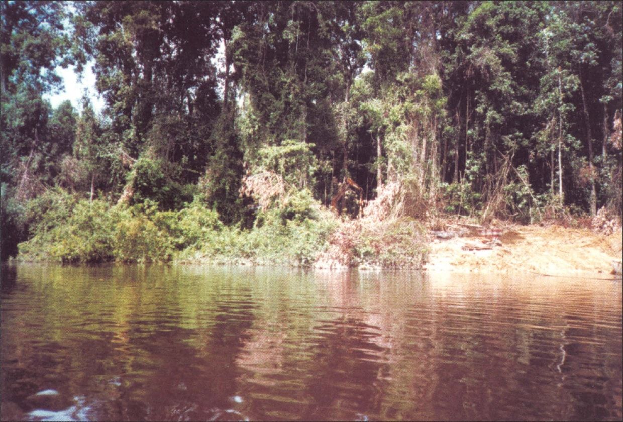 RAIN FOREST IN THE AREMU PROPERTY, GUYANA